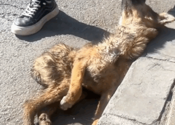 Rescue an abandoned dog on the road_part1