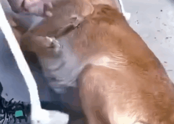 Part2.Animals Rescue #dogrescue #rescuedog #dogsofttiktok #foryoupage #foryou #dogs