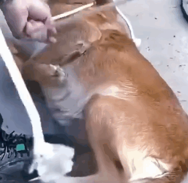 Part2.Animals Rescue #dogrescue #rescuedog #dogsofttiktok #foryoupage #foryou #dogs