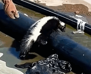 Rescue a skunk_part2