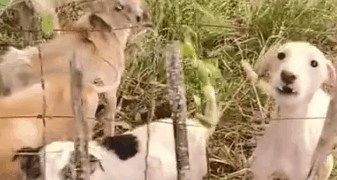 Part2.Animals Rescue #dogrescue #rescuedog #dogsofttiktok #foryoupage #foryou #dogs