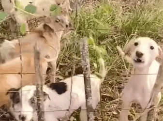 Part2.Animals Rescue #dogrescue #rescuedog #dogsofttiktok #foryoupage #foryou #dogs