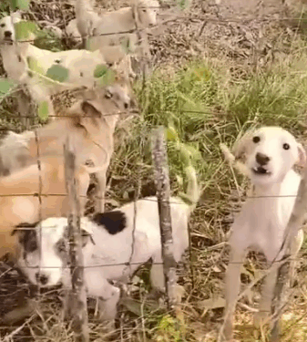 Part2.Animals Rescue #dogrescue #rescuedog #dogsofttiktok #foryoupage #foryou #dogs