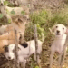 Part2.Animals Rescue #dogrescue #rescuedog #dogsofttiktok #foryoupage #foryou #dogs