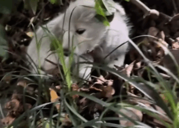 part2.Animals Rescue #dogrescue #rescuedog #dogsofttiktok #foryoupage #foryou #dogs