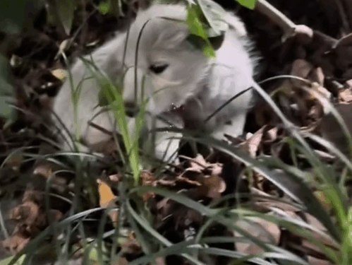 part2.Animals Rescue #dogrescue #rescuedog #dogsofttiktok #foryoupage #foryou #dogs