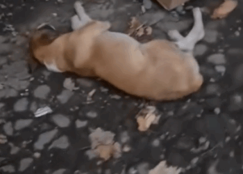 part1.Animals Rescue #dogrescue #rescuedog #dogsofttiktok #foryoupage #foryou #dogs