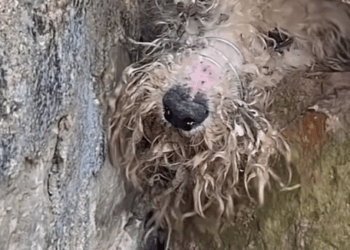 Part 2.Animals Rescue #rescuedog #dogrescue #dogsofttiktok #foryoupage #foryou #dogs