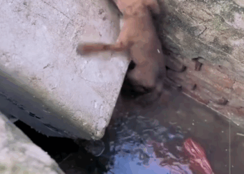 Part2:Animals Rescue #dogrescue #rescuedog #dogsofttiktok #foryoupage #foryou #dogs