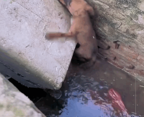 Part2:Animals Rescue #dogrescue #rescuedog #dogsofttiktok #foryoupage #foryou #dogs