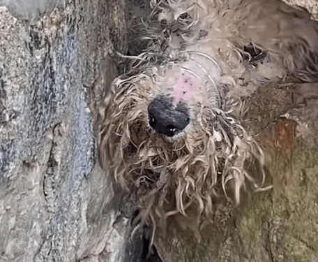 Part 2.Animals Rescue #rescuedog #dogrescue #dogsofttiktok #foryoupage #foryou #dogs