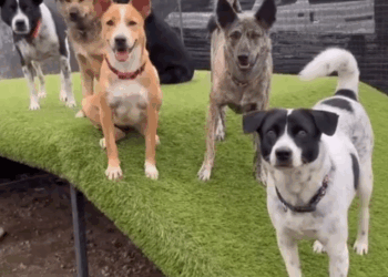 Rescue dogs are not broken. They have just simply been let down by humans. While some people may call_part2