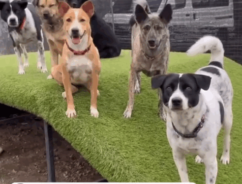 Rescue dogs are not broken. They have just simply been let down by humans. While some people may call_part2