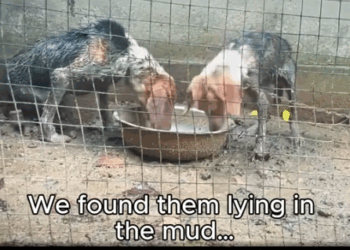 They Were Left to Suffer… Until Someone Chose to Care._part2