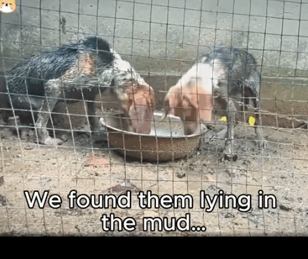 They Were Left to Suffer… Until Someone Chose to Care._part2