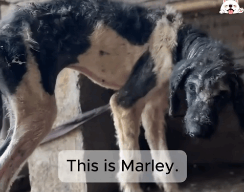 They Gave Up On Him. We Didn’t_part2