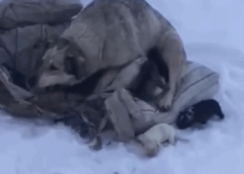 Rescue Homeless Mother and Dog in the Snow_part2