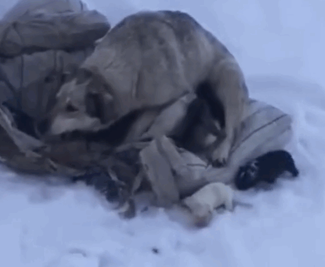 Rescue Homeless Mother and Dog in the Snow_part2