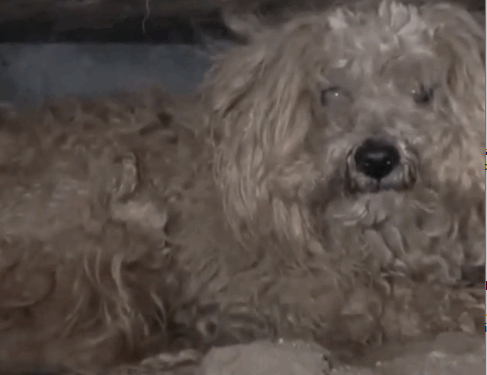 poor to rich #dog #dogcare #rescuedog #CapCut_part2