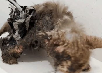 Cat Covered In Glue Has The Best Glow-Up_part2