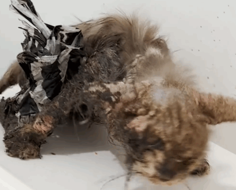 Cat Covered In Glue Has The Best Glow-Up_part2