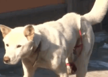 Part2. Animals Rescue #dogrescue #rescuedog #dogsofttiktok #foryoupage #foryou #dogs