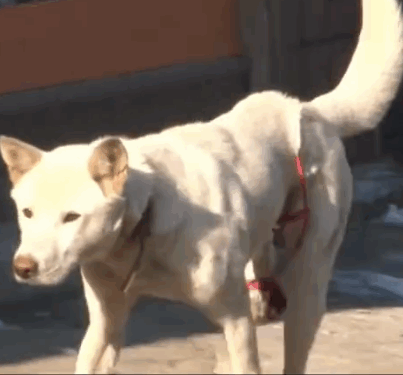 Part2. Animals Rescue #dogrescue #rescuedog #dogsofttiktok #foryoupage #foryou #dogs