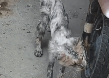 Stray Maine Coon cat#cat #rescuecat #rescueanimals #straycat #help_part2