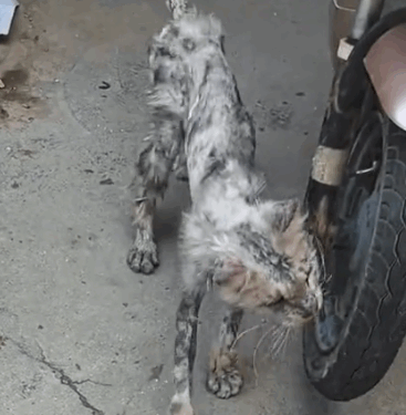 Stray Maine Coon cat#cat #rescuecat #rescueanimals #straycat #help_part2