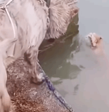 Part2.Animals Rescue #dogrescue #rescuedog #dogsofttiktok #foryoupage #foryou #dogs