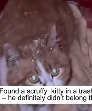 Rescued a disabled kitten who chose me…_part2