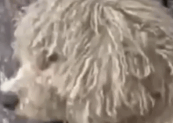 Shivering Puppy Found in the Cold… You Won’t Believe His Transformation ❄️🐶🔥_part2