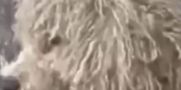 Shivering Puppy Found in the Cold… You Won’t Believe His Transformation ❄️🐶🔥_part2