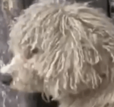 Shivering Puppy Found in the Cold… You Won’t Believe His Transformation ❄️🐶🔥_part2