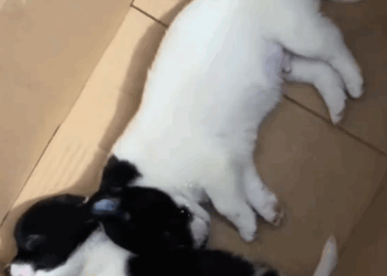 part2.Animals Rescue #dogrescue #rescuedog #dogsofttiktok #foryoupage #foryou #dogs