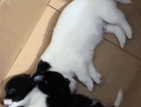 part2.Animals Rescue #dogrescue #rescuedog #dogsofttiktok #foryoupage #foryou #dogs