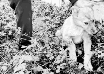 part1.Animals Rescue #dogrescue #rescuedog #dogsofttiktok #foryoupage #foryou #dogs