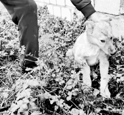 part1.Animals Rescue #dogrescue #rescuedog #dogsofttiktok #foryoupage #foryou #dogs