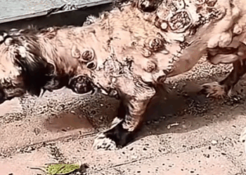 Part 2.Animals Rescue #rescuedog #dogrescue #dogsofttiktok #foryoupage #foryou #dogs