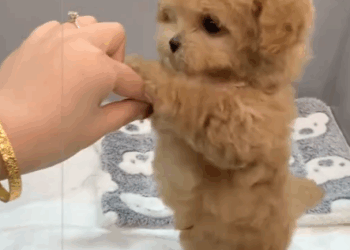 The little dog howled in pain. He didn’t know why his mother was missing._part2