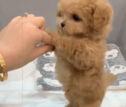 The little dog howled in pain. He didn’t know why his mother was missing._part2