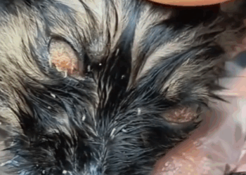 This puppy was eaten alive by parasites… His eyes were sealed shut, and he couldn’t even cry for help._part2
