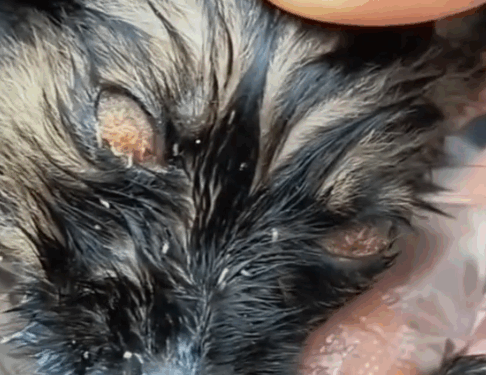 This puppy was eaten alive by parasites… His eyes were sealed shut, and he couldn’t even cry for help._part2
