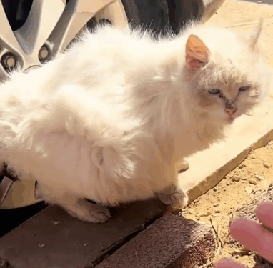 The poor mother cat is about to give birth but she is wandering on the street. We took her away_part2