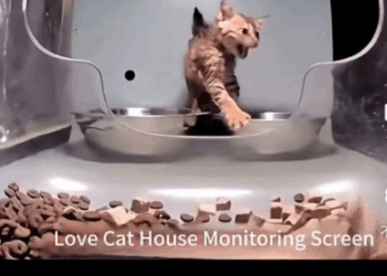 Part2. Animals Rescue #dogrescue #rescuedog #dogsofttiktok #foryoupage #foryou #dogs