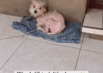 Part2.Animals Rescue #dogrescue #rescuedog #dogsofttiktok #foryoupage #foryou #dogs