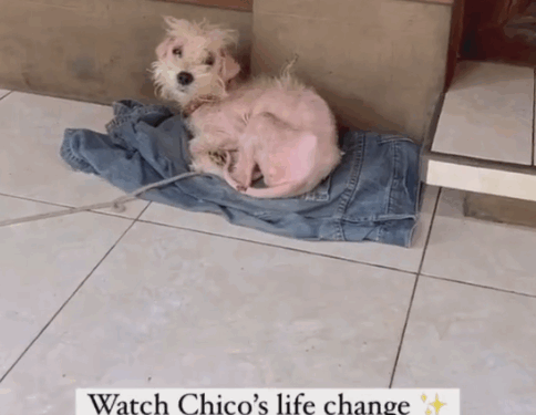 Part2.Animals Rescue #dogrescue #rescuedog #dogsofttiktok #foryoupage #foryou #dogs