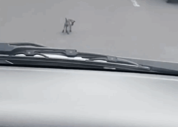 People thought this rescue was staged, because no one could believe this actually happened 😭 Prue from Mission Pawsible told us about rescuing Til_part2