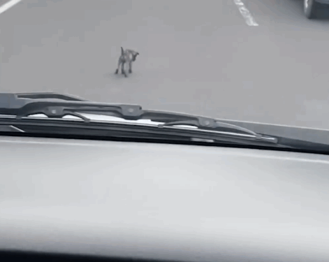 People thought this rescue was staged, because no one could believe this actually happened 😭 Prue from Mission Pawsible told us about rescuing Til_part2