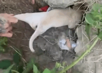 We got these 3 puppies just in time… At just a few weeks old, these 3 puppies were living in a hole right next to a_part1